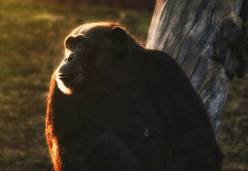 Chimp img