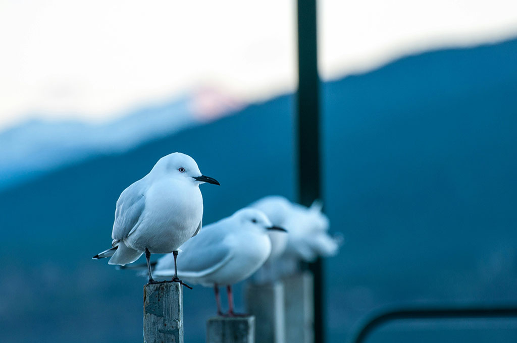 Seagulls on wait img