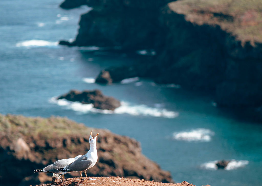 Seagull on the rocks img