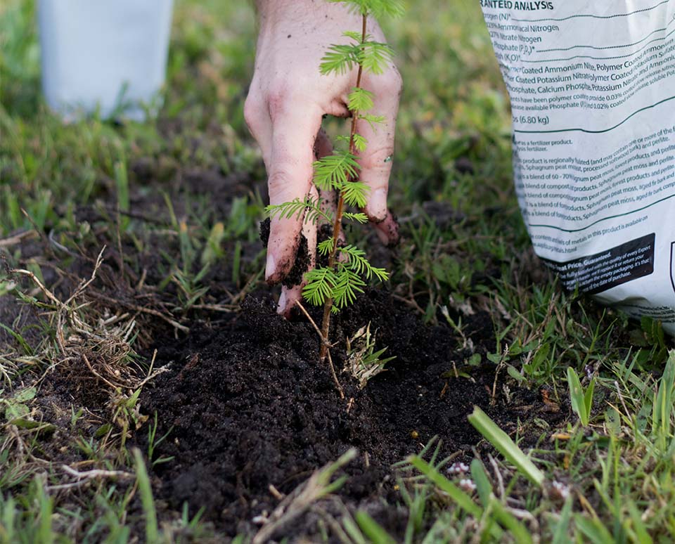 Tree planting