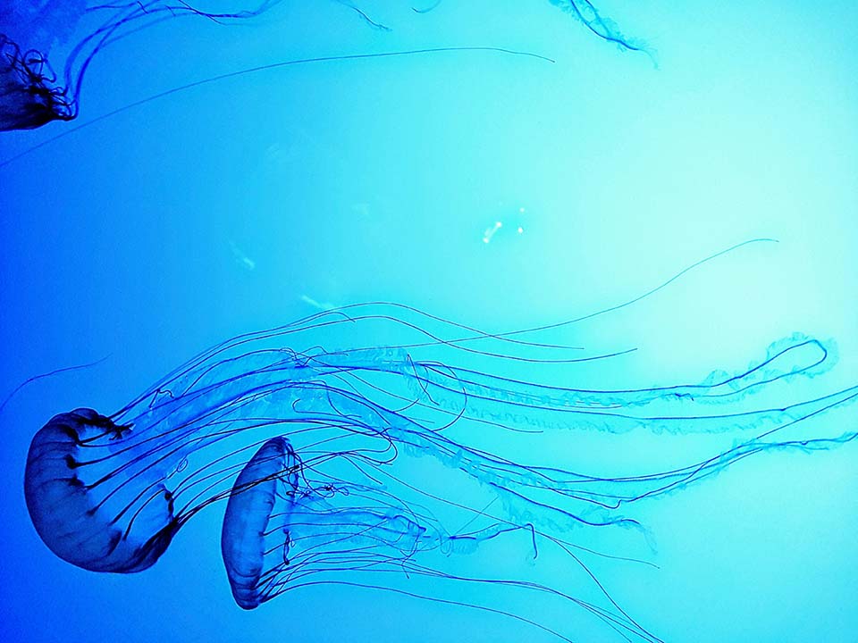 Jelly fish img