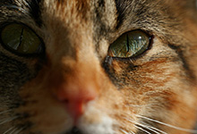 Thumbnail img of CIA cat