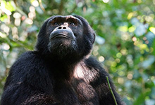 Thumbnail img of chimps